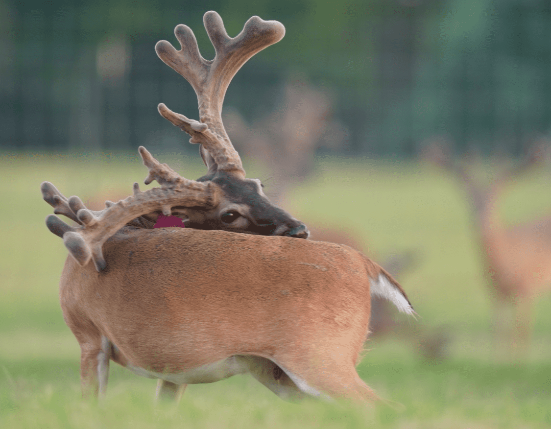 M3 Whitetails are Texas deer breeders that specialize in raising and selling whitetail Breeder Bucks, whitetail DMP Bucks, whitetail Stocker Bucks, as well as open and bred whitetail does. Big Texas Typicals are what buyers want when buying Texas DMP Bucks, Stocker Bucks, and Breeder Bucks. Our whitetail deer for sale are sure to impress prospective buyers and are priced competitively.