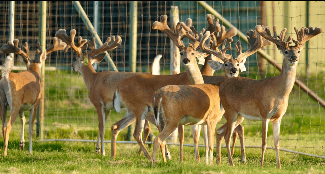 M3 Whitetails are Texas deer breeders that specialize in raising and selling whitetail Breeder Bucks, whitetail DMP Bucks, whitetail Stocker Bucks, as well as open and bred whitetail does. Big Texas Typicals are what buyers want when buying Texas DMP Bucks, Stocker Bucks, and Breeder Bucks. Our whitetail deer for sale are sure to impress prospective buyers and are priced competitively.