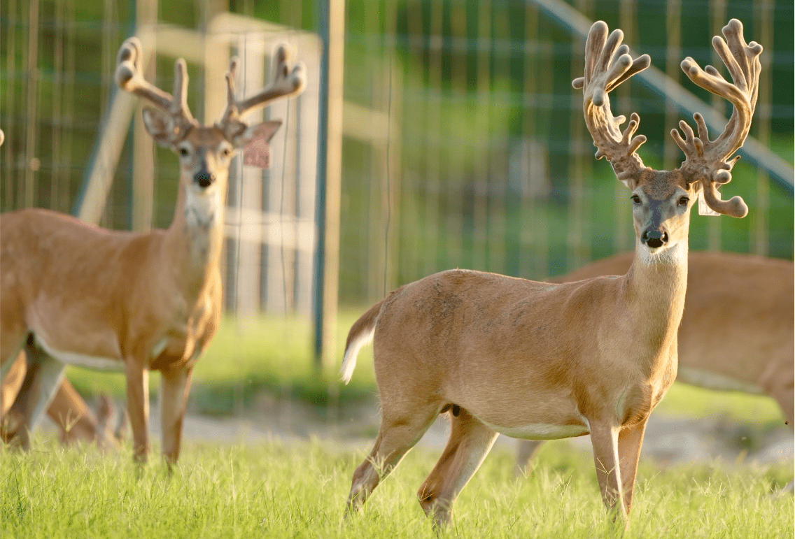 M3 Whitetails are Texas deer breeders that specialize in raising and selling whitetail Breeder Bucks, whitetail DMP Bucks, whitetail Stocker Bucks, as well as open and bred whitetail does. Big Texas Typicals are what buyers want when buying Texas DMP Bucks, Stocker Bucks, and Breeder Bucks. Our whitetail deer for sale are sure to impress prospective buyers and are priced competitively.