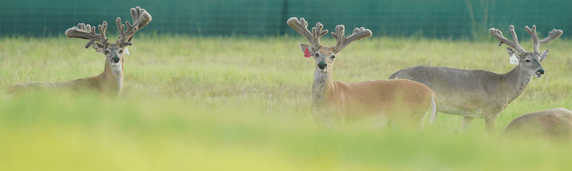 M3 Whitetails are Texas deer breeders that specialize in raising and selling whitetail Breeder Bucks, whitetail DMP Bucks, whitetail Stocker Bucks, as well as open and bred whitetail does. Big Texas Typicals are what buyers want when buying Texas DMP Bucks, Stocker Bucks, and Breeder Bucks. Our whitetail deer for sale are sure to impress prospective buyers and are priced competitively.