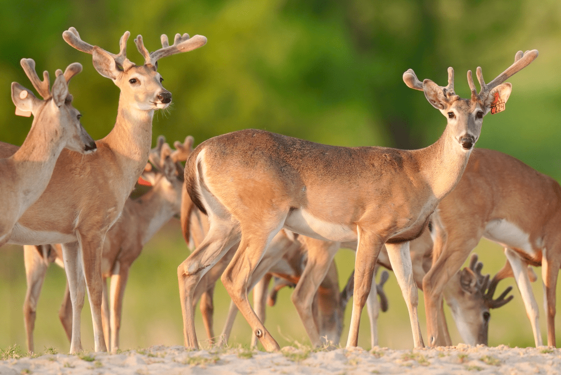 M3 Whitetails are Texas deer breeders that specialize in raising and selling whitetail Breeder Bucks, whitetail DMP Bucks, whitetail Stocker Bucks, as well as open and bred whitetail does. Big Texas Typicals are what buyers want when buying Texas DMP Bucks, Stocker Bucks, and Breeder Bucks. Our whitetail deer for sale are sure to impress prospective buyers and are priced competitively.