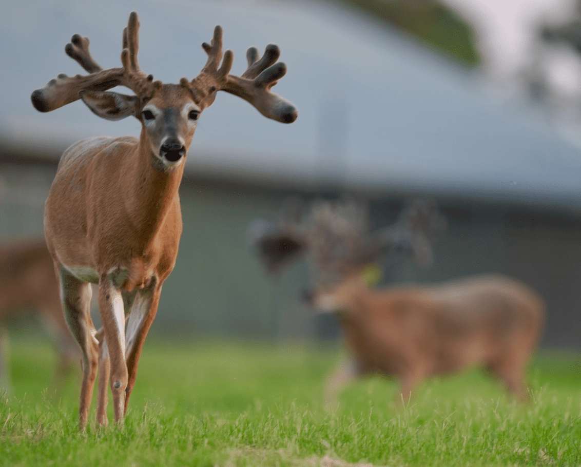 M3 Whitetails are Texas deer breeders that specialize in raising and selling whitetail Breeder Bucks, whitetail DMP Bucks, whitetail Stocker Bucks, as well as open and bred whitetail does. Big Texas Typicals are what buyers want when buying Texas DMP Bucks, Stocker Bucks, and Breeder Bucks. Our whitetail deer for sale are sure to impress prospective buyers and are priced competitively.