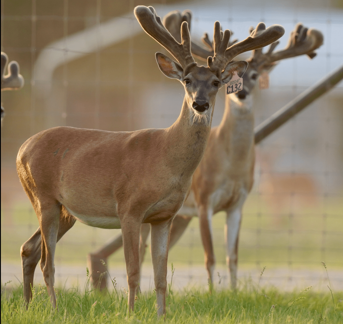 M3 Whitetails are Texas deer breeders that specialize in raising and selling whitetail Breeder Bucks, whitetail DMP Bucks, whitetail Stocker Bucks, as well as open and bred whitetail does. Big Texas Typicals are what buyers want when buying Texas DMP Bucks, Stocker Bucks, and Breeder Bucks. Our whitetail deer for sale are sure to impress prospective buyers and are priced competitively.