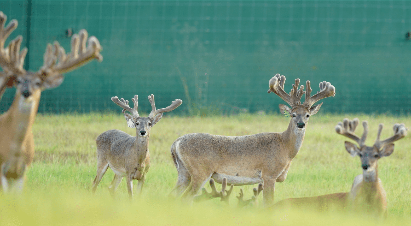M3 Whitetails are Texas deer breeders that specialize in raising and selling whitetail Breeder Bucks, whitetail DMP Bucks, whitetail Stocker Bucks, as well as open and bred whitetail does. Big Texas Typicals are what buyers want when buying Texas DMP Bucks, Stocker Bucks, and Breeder Bucks. Our whitetail deer for sale are sure to impress prospective buyers and are priced competitively.