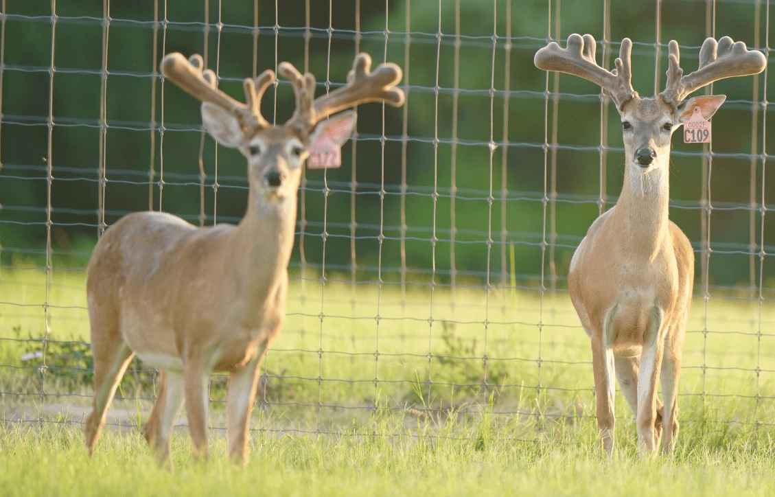 M3 Whitetails are Texas deer breeders that specialize in raising and selling whitetail Breeder Bucks, whitetail DMP Bucks, whitetail Stocker Bucks, as well as open and bred whitetail does. Big Texas Typicals are what buyers want when buying Texas DMP Bucks, Stocker Bucks, and Breeder Bucks. Our whitetail deer for sale are sure to impress prospective buyers and are priced competitively.