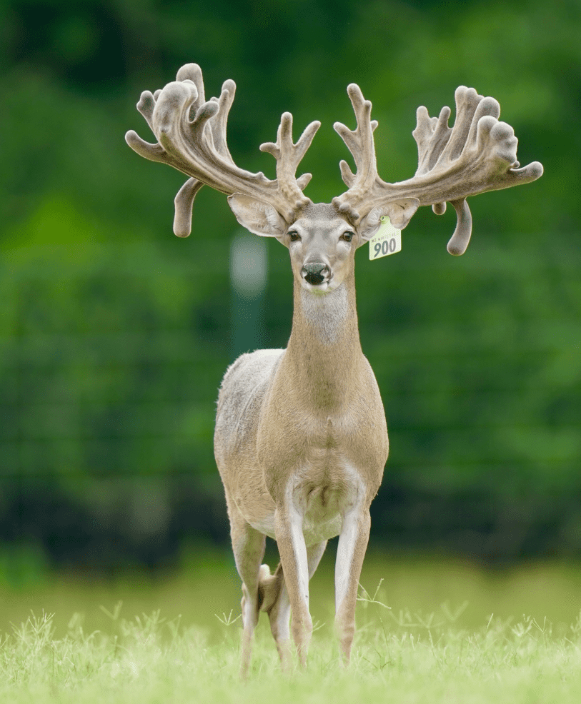 M3 Whitetails are Texas deer breeders that specialize in raising and selling whitetail Breeder Bucks, whitetail DMP Bucks, whitetail Stocker Bucks, as well as open and bred whitetail does. Big Texas Typicals are what buyers want when buying Texas DMP Bucks, Stocker Bucks, and Breeder Bucks. Our whitetail deer for sale are sure to impress prospective buyers and are priced competitively.