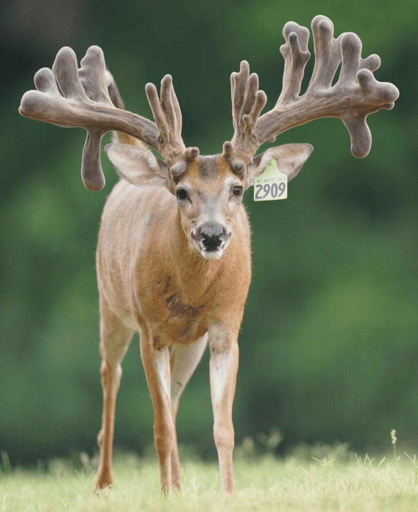 M3 Whitetails are Texas deer breeders that specialize in raising and selling whitetail Breeder Bucks, whitetail DMP Bucks, whitetail Stocker Bucks, as well as open and bred whitetail does. Big Texas Typicals are what buyers want when buying Texas DMP Bucks, Stocker Bucks, and Breeder Bucks. Our whitetail deer for sale are sure to impress prospective buyers and are priced competitively.