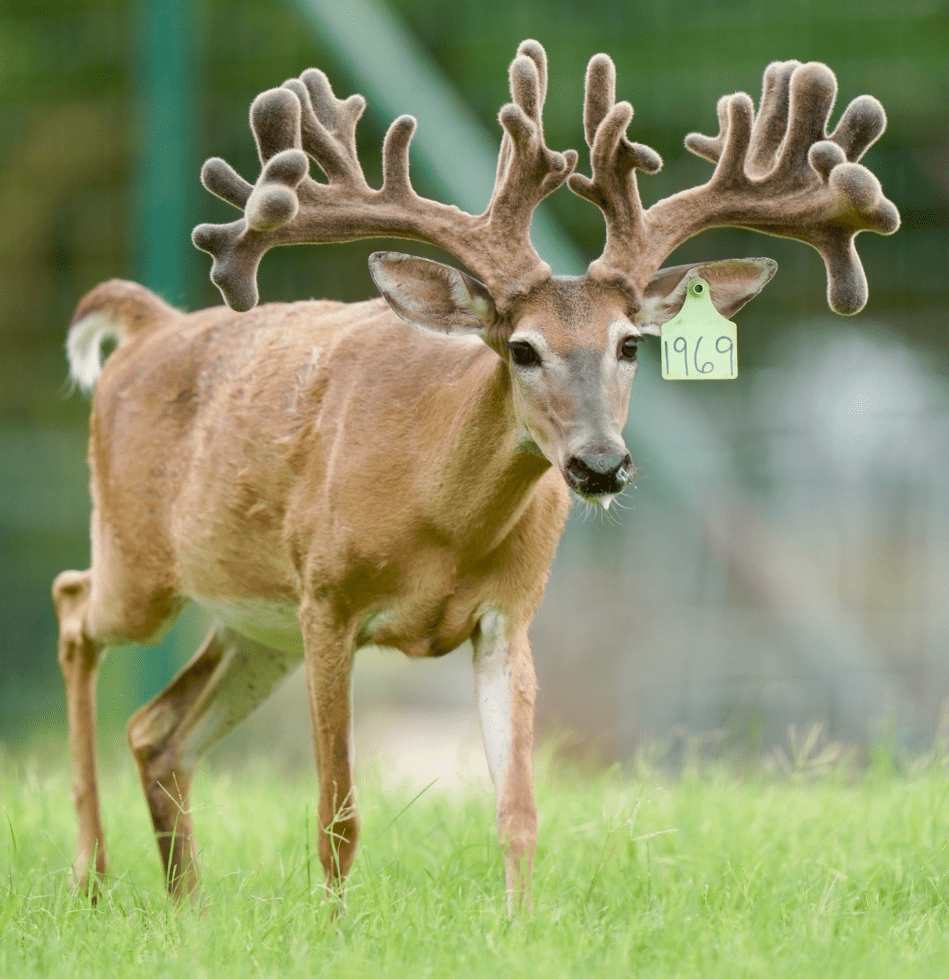 M3 Whitetails are Texas deer breeders that specialize in raising and selling whitetail Breeder Bucks, whitetail DMP Bucks, whitetail Stocker Bucks, as well as open and bred whitetail does. Big Texas Typicals are what buyers want when buying Texas DMP Bucks, Stocker Bucks, and Breeder Bucks. Our whitetail deer for sale are sure to impress prospective buyers and are priced competitively.