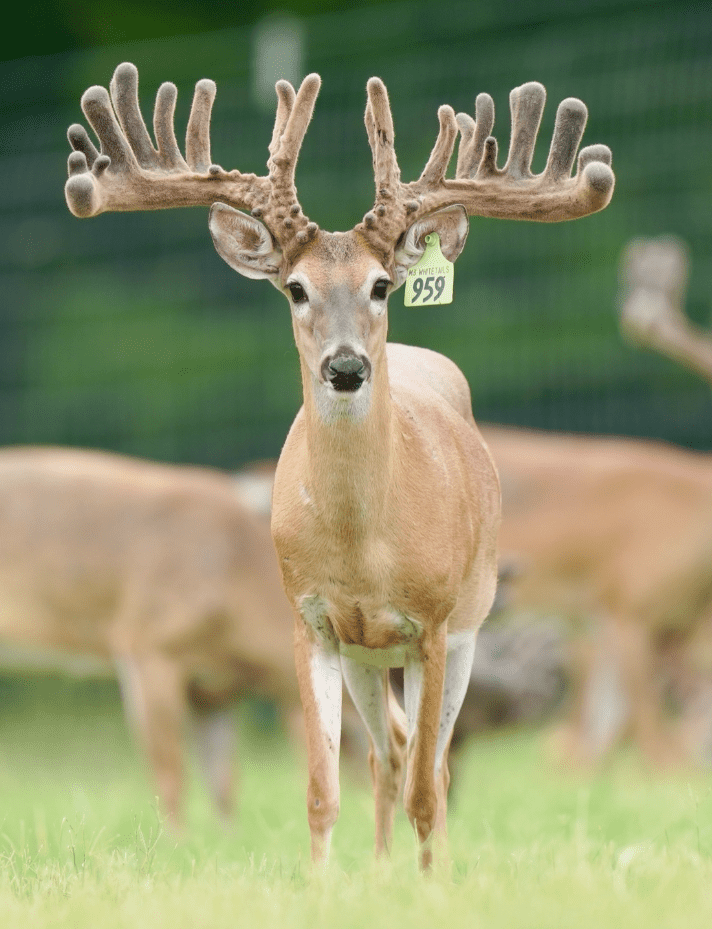 M3 Whitetails are Texas deer breeders that specialize in raising and selling whitetail Breeder Bucks, whitetail DMP Bucks, whitetail Stocker Bucks, as well as open and bred whitetail does. Big Texas Typicals are what buyers want when buying Texas DMP Bucks, Stocker Bucks, and Breeder Bucks. Our whitetail deer for sale are sure to impress prospective buyers and are priced competitively.