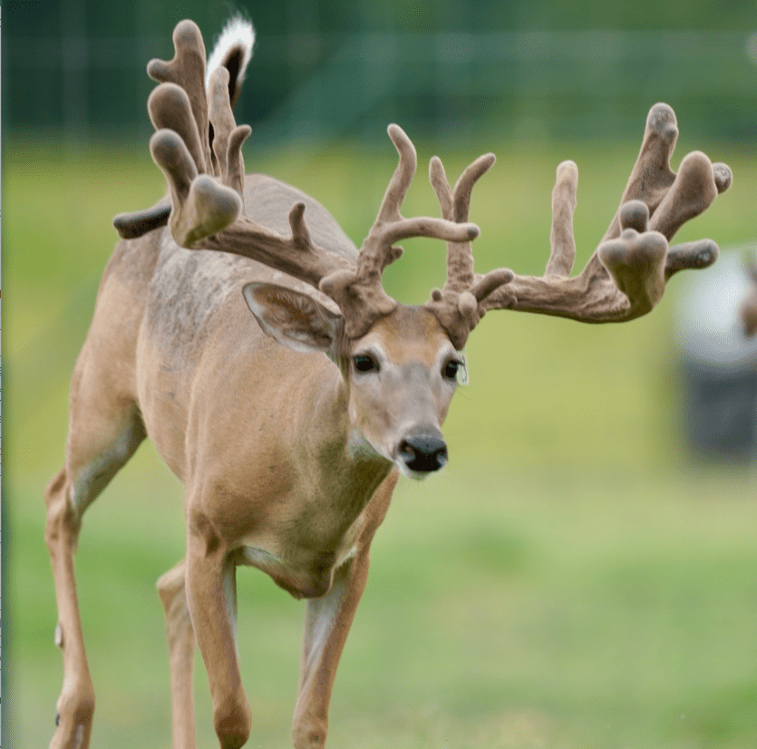 M3 Whitetails are Texas deer breeders that specialize in raising and selling whitetail Breeder Bucks, whitetail DMP Bucks, whitetail Stocker Bucks, as well as open and bred whitetail does. Big Texas Typicals are what buyers want when buying Texas DMP Bucks, Stocker Bucks, and Breeder Bucks. Our whitetail deer for sale are sure to impress prospective buyers and are priced competitively.