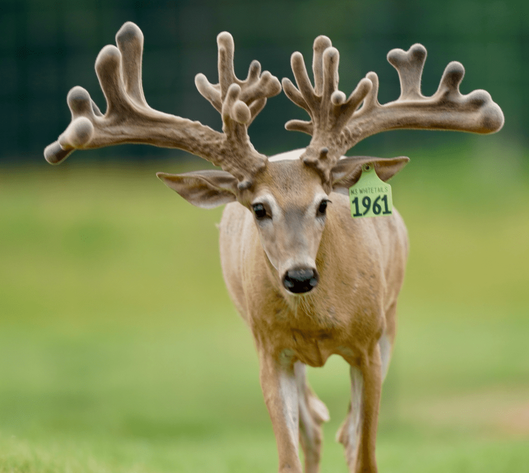 M3 Whitetails are Texas deer breeders that specialize in raising and selling whitetail Breeder Bucks, whitetail DMP Bucks, whitetail Stocker Bucks, as well as open and bred whitetail does. Big Texas Typicals are what buyers want when buying Texas DMP Bucks, Stocker Bucks, and Breeder Bucks. Our whitetail deer for sale are sure to impress prospective buyers and are priced competitively.