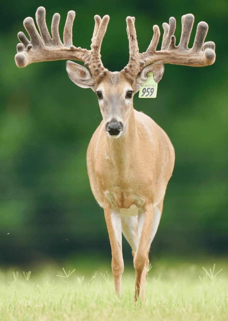 M3 Whitetails are Texas deer breeders that specialize in raising and selling whitetail Breeder Bucks, whitetail DMP Bucks, whitetail Stocker Bucks, as well as open and bred whitetail does. Big Texas Typicals are what buyers want when buying Texas DMP Bucks, Stocker Bucks, and Breeder Bucks. Our whitetail deer for sale are sure to impress prospective buyers and are priced competitively.