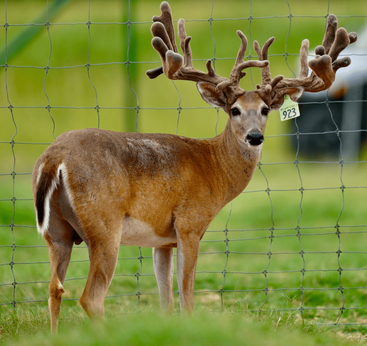 M3 Whitetails are Texas deer breeders that specialize in raising and selling whitetail Breeder Bucks, whitetail DMP Bucks, whitetail Stocker Bucks, as well as open and bred whitetail does. Big Texas Typicals are what buyers want when buying Texas DMP Bucks, Stocker Bucks, and Breeder Bucks. Our whitetail deer for sale are sure to impress prospective buyers and are priced competitively.