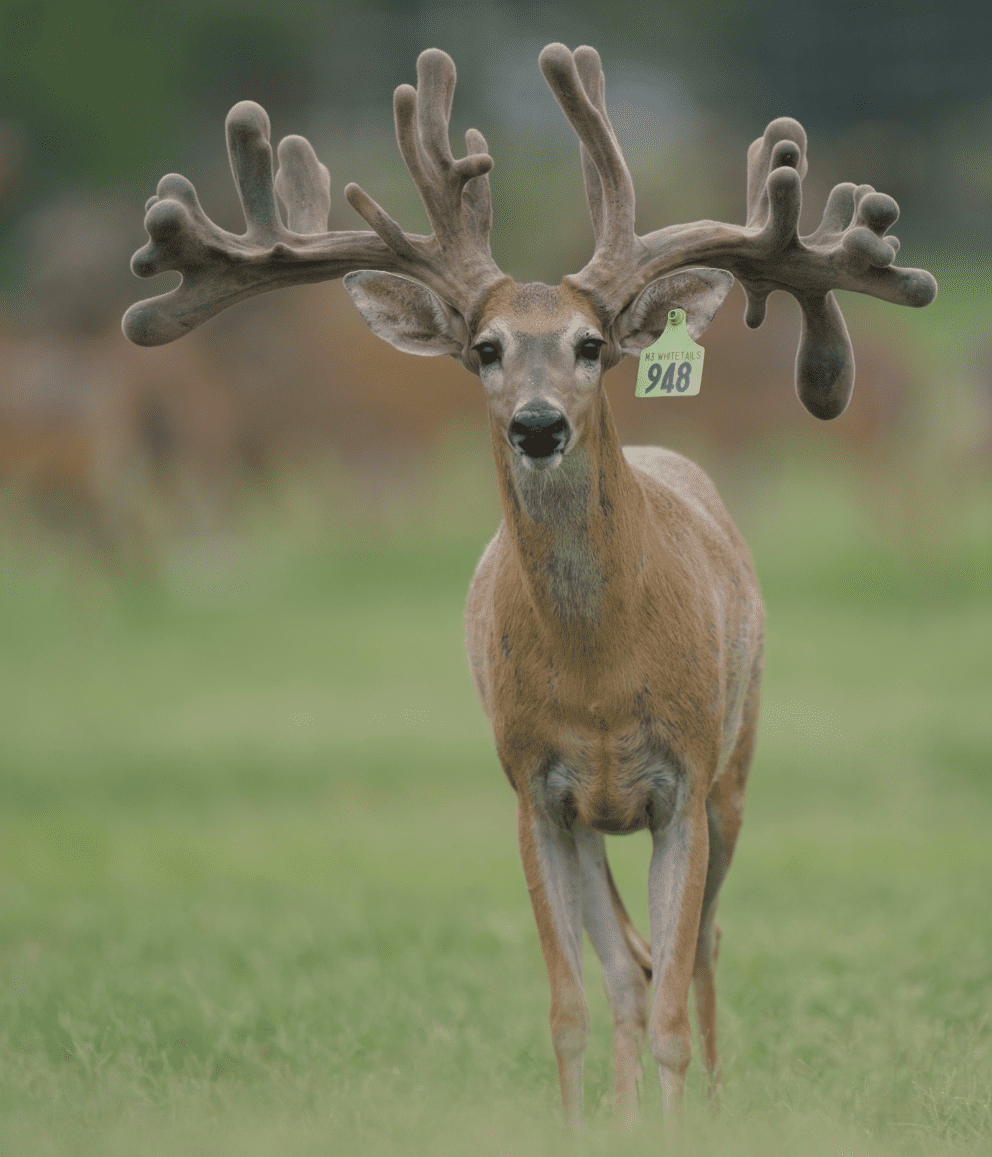 M3 Whitetails are Texas deer breeders that specialize in raising and selling whitetail Breeder Bucks, whitetail DMP Bucks, whitetail Stocker Bucks, as well as open and bred whitetail does. Big Texas Typicals are what buyers want when buying Texas DMP Bucks, Stocker Bucks, and Breeder Bucks. Our whitetail deer for sale are sure to impress prospective buyers and are priced competitively.