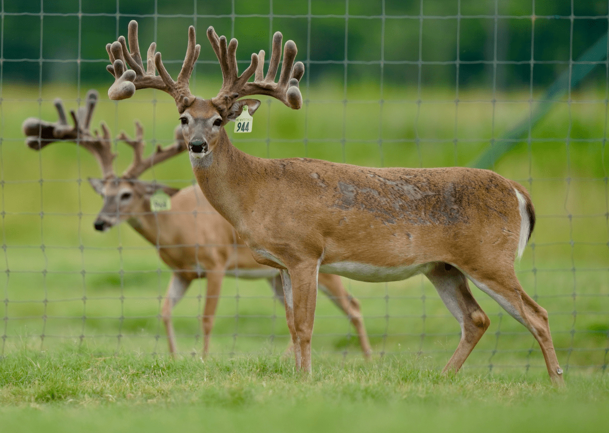 M3 Whitetails are Texas deer breeders that specialize in raising and selling whitetail Breeder Bucks, whitetail DMP Bucks, whitetail Stocker Bucks, as well as open and bred whitetail does. Big Texas Typicals are what buyers want when buying Texas DMP Bucks, Stocker Bucks, and Breeder Bucks. Our whitetail deer for sale are sure to impress prospective buyers and are priced competitively.