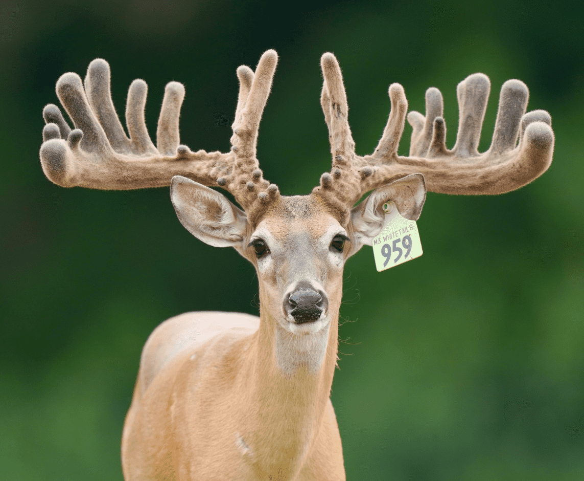 M3 Whitetails are Texas deer breeders that specialize in raising and selling whitetail Breeder Bucks, whitetail DMP Bucks, whitetail Stocker Bucks, as well as open and bred whitetail does. Big Texas Typicals are what buyers want when buying Texas DMP Bucks, Stocker Bucks, and Breeder Bucks. Our whitetail deer for sale are sure to impress prospective buyers and are priced competitively.