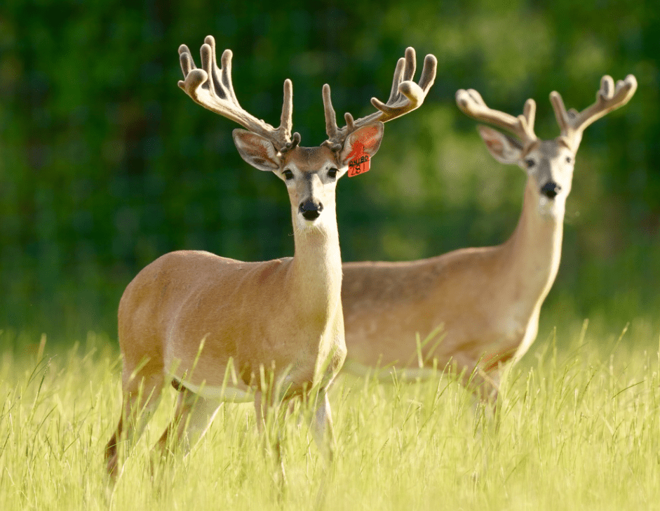 M3 Whitetails are Texas deer breeders that specialize in raising and selling whitetail Breeder Bucks, whitetail DMP Bucks, whitetail Stocker Bucks, as well as open and bred whitetail does. Big Texas Typicals are what buyers want when buying Texas DMP Bucks, Stocker Bucks, and Breeder Bucks. Our whitetail deer for sale are sure to impress prospective buyers and are priced competitively.