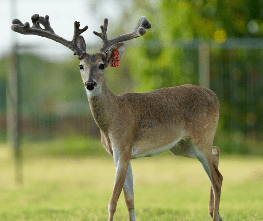 M3 Whitetails are Texas deer breeders that specialize in raising and selling whitetail Breeder Bucks, whitetail DMP Bucks, whitetail Stocker Bucks, as well as open and bred whitetail does. Big Texas Typicals are what buyers want when buying Texas DMP Bucks, Stocker Bucks, and Breeder Bucks. Our whitetail deer for sale are sure to impress prospective buyers and are priced competitively.