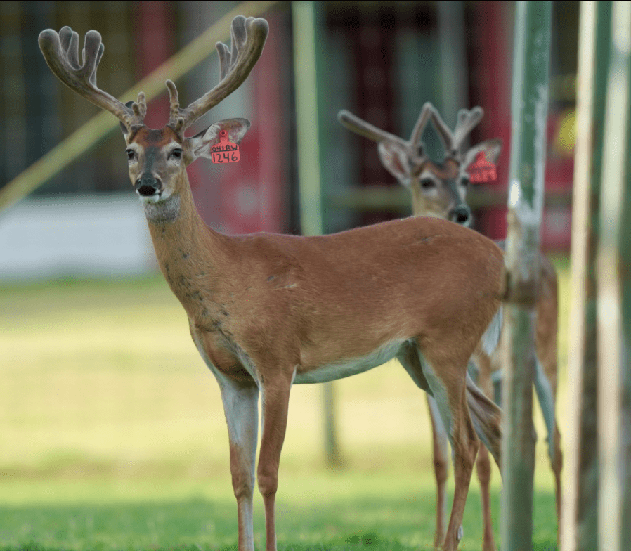 M3 Whitetails are Texas deer breeders that specialize in raising and selling whitetail Breeder Bucks, whitetail DMP Bucks, whitetail Stocker Bucks, as well as open and bred whitetail does. Big Texas Typicals are what buyers want when buying Texas DMP Bucks, Stocker Bucks, and Breeder Bucks. Our whitetail deer for sale are sure to impress prospective buyers and are priced competitively.