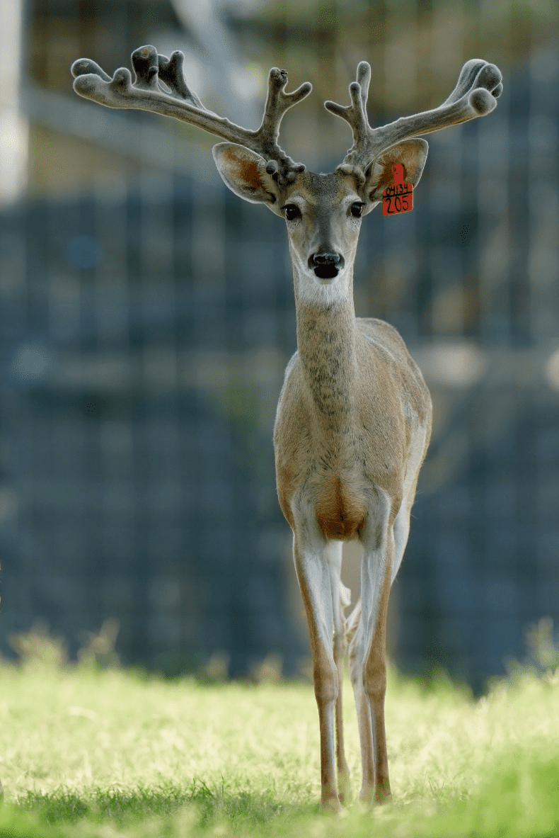M3 Whitetails are Texas deer breeders that specialize in raising and selling whitetail Breeder Bucks, whitetail DMP Bucks, whitetail Stocker Bucks, as well as open and bred whitetail does. Big Texas Typicals are what buyers want when buying Texas DMP Bucks, Stocker Bucks, and Breeder Bucks. Our whitetail deer for sale are sure to impress prospective buyers and are priced competitively.