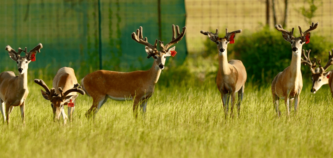 M3 Whitetails are Texas deer breeders that specialize in raising and selling whitetail Breeder Bucks, whitetail DMP Bucks, whitetail Stocker Bucks, as well as open and bred whitetail does. Big Texas Typicals are what buyers want when buying Texas DMP Bucks, Stocker Bucks, and Breeder Bucks. Our whitetail deer for sale are sure to impress prospective buyers and are priced competitively.