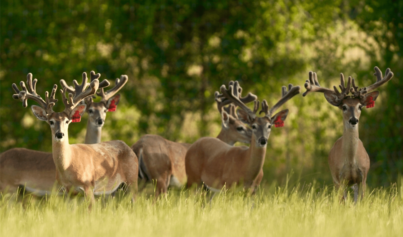 M3 Whitetails are Texas deer breeders that specialize in raising and selling whitetail Breeder Bucks, whitetail DMP Bucks, whitetail Stocker Bucks, as well as open and bred whitetail does. Big Texas Typicals are what buyers want when buying Texas DMP Bucks, Stocker Bucks, and Breeder Bucks. Our whitetail deer for sale are sure to impress prospective buyers and are priced competitively.