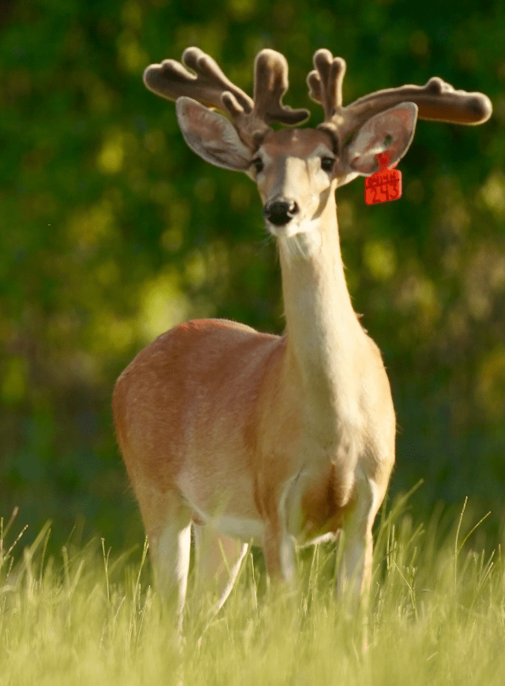 M3 Whitetails are Texas deer breeders that specialize in raising and selling whitetail Breeder Bucks, whitetail DMP Bucks, whitetail Stocker Bucks, as well as open and bred whitetail does. Big Texas Typicals are what buyers want when buying Texas DMP Bucks, Stocker Bucks, and Breeder Bucks. Our whitetail deer for sale are sure to impress prospective buyers and are priced competitively.
