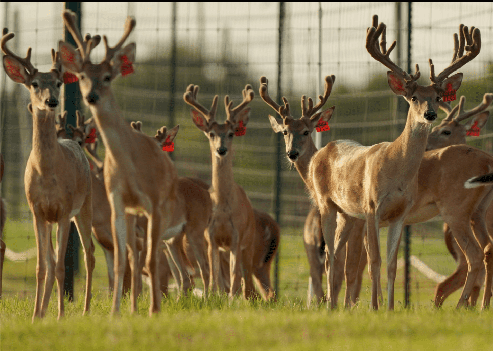 M3 Whitetails are Texas deer breeders that specialize in raising and selling whitetail Breeder Bucks, whitetail DMP Bucks, whitetail Stocker Bucks, as well as open and bred whitetail does. Big Texas Typicals are what buyers want when buying Texas DMP Bucks, Stocker Bucks, and Breeder Bucks. Our whitetail deer for sale are sure to impress prospective buyers and are priced competitively.