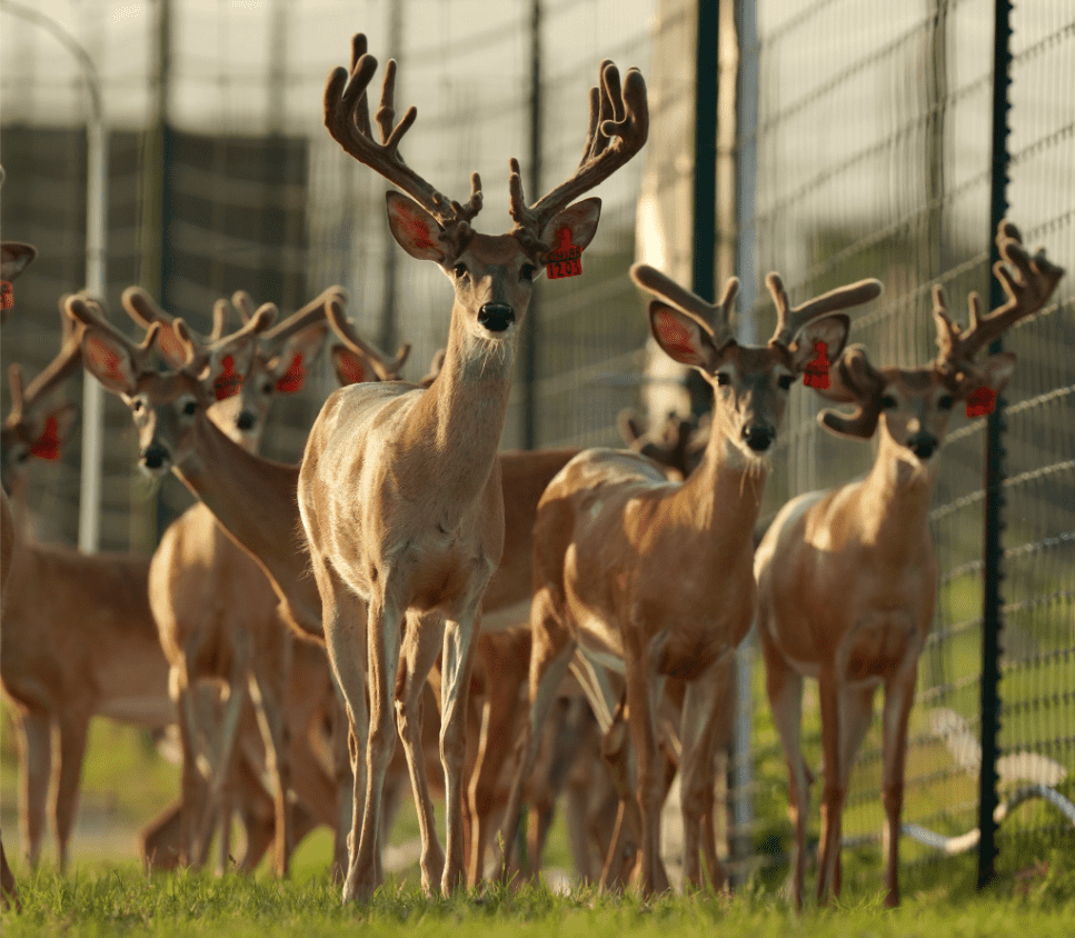 M3 Whitetails are Texas deer breeders that specialize in raising and selling whitetail Breeder Bucks, whitetail DMP Bucks, whitetail Stocker Bucks, as well as open and bred whitetail does. Big Texas Typicals are what buyers want when buying Texas DMP Bucks, Stocker Bucks, and Breeder Bucks. Our whitetail deer for sale are sure to impress prospective buyers and are priced competitively.