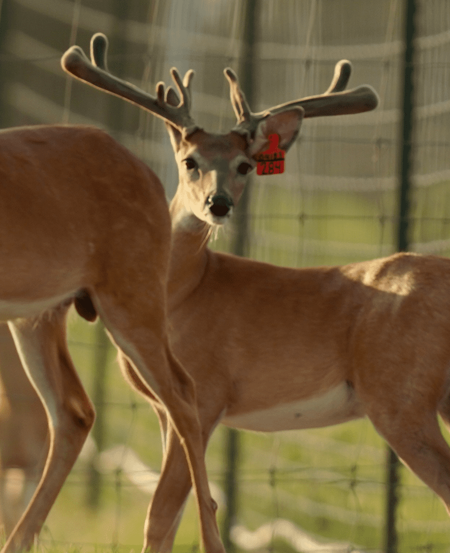 M3 Whitetails are Texas deer breeders that specialize in raising and selling whitetail Breeder Bucks, whitetail DMP Bucks, whitetail Stocker Bucks, as well as open and bred whitetail does. Big Texas Typicals are what buyers want when buying Texas DMP Bucks, Stocker Bucks, and Breeder Bucks. Our whitetail deer for sale are sure to impress prospective buyers and are priced competitively.