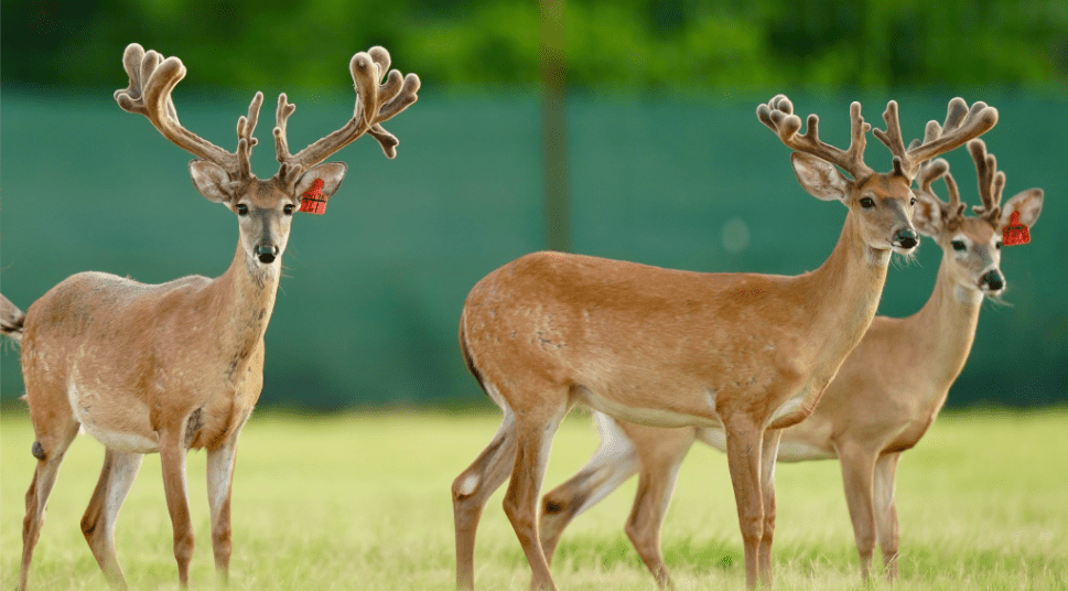 M3 Whitetails are Texas deer breeders that specialize in raising and selling whitetail Breeder Bucks, whitetail DMP Bucks, whitetail Stocker Bucks, as well as open and bred whitetail does. Big Texas Typicals are what buyers want when buying Texas DMP Bucks, Stocker Bucks, and Breeder Bucks. Our whitetail deer for sale are sure to impress prospective buyers and are priced competitively.