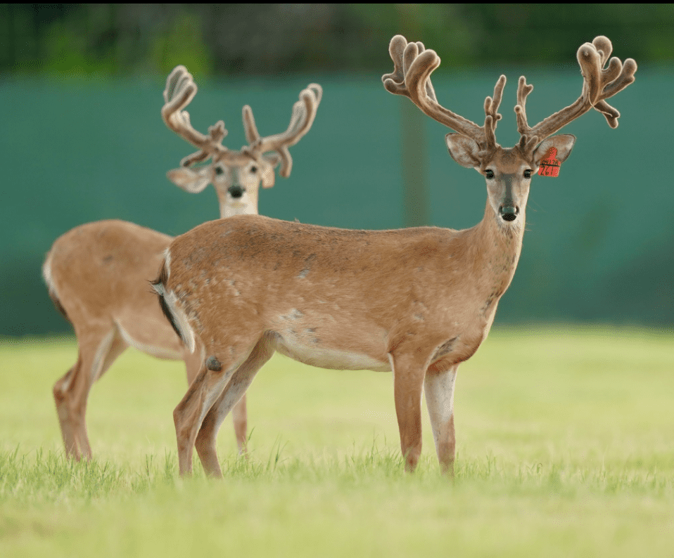 M3 Whitetails are Texas deer breeders that specialize in raising and selling whitetail Breeder Bucks, whitetail DMP Bucks, whitetail Stocker Bucks, as well as open and bred whitetail does. Big Texas Typicals are what buyers want when buying Texas DMP Bucks, Stocker Bucks, and Breeder Bucks. Our whitetail deer for sale are sure to impress prospective buyers and are priced competitively.