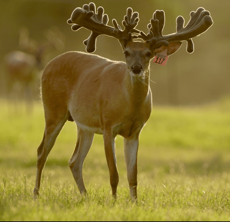 M3 Whitetails are Texas deer breeders that specialize in raising and selling whitetail Breeder Bucks, whitetail DMP Bucks, whitetail Stocker Bucks, as well as open and bred whitetail does. Big Texas Typicals are what buyers want when buying Texas DMP Bucks, Stocker Bucks, and Breeder Bucks. Our whitetail deer for sale are sure to impress prospective buyers and are priced competitively.
