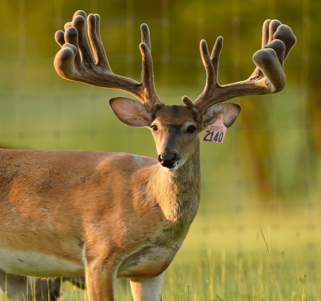 M3 Whitetails are Texas deer breeders that specialize in raising and selling whitetail Breeder Bucks, whitetail DMP Bucks, whitetail Stocker Bucks, as well as open and bred whitetail does. Big Texas Typicals are what buyers want when buying Texas DMP Bucks, Stocker Bucks, and Breeder Bucks. Our whitetail deer for sale are sure to impress prospective buyers and are priced competitively.