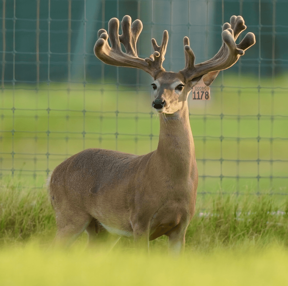 M3 Whitetails are Texas deer breeders that specialize in raising and selling whitetail Breeder Bucks, whitetail DMP Bucks, whitetail Stocker Bucks, as well as open and bred whitetail does. Big Texas Typicals are what buyers want when buying Texas DMP Bucks, Stocker Bucks, and Breeder Bucks. Our whitetail deer for sale are sure to impress prospective buyers and are priced competitively.