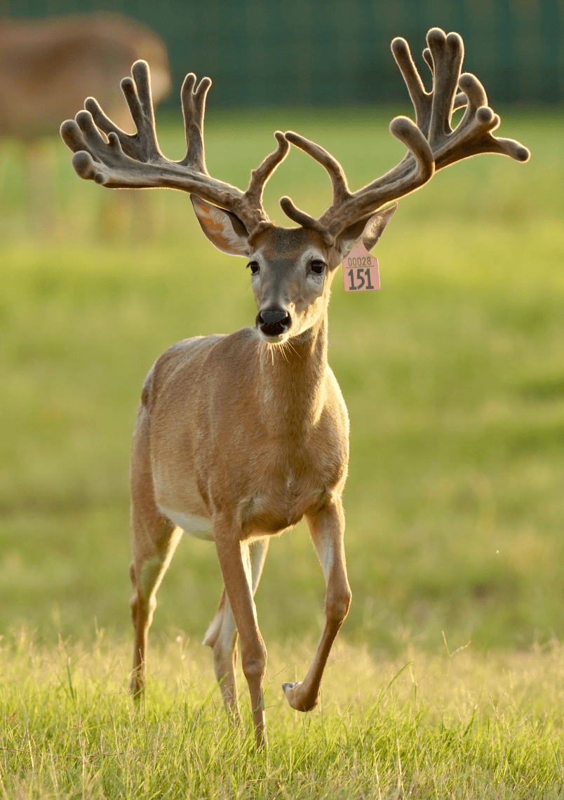 M3 Whitetails are Texas deer breeders that specialize in raising and selling whitetail Breeder Bucks, whitetail DMP Bucks, whitetail Stocker Bucks, as well as open and bred whitetail does. Big Texas Typicals are what buyers want when buying Texas DMP Bucks, Stocker Bucks, and Breeder Bucks. Our whitetail deer for sale are sure to impress prospective buyers and are priced competitively.