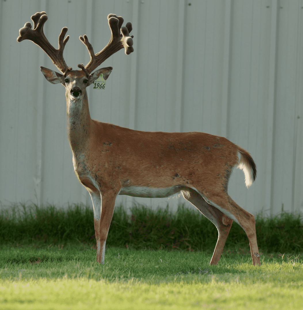 M3 Whitetails are Texas deer breeders that specialize in raising and selling whitetail Breeder Bucks, whitetail DMP Bucks, whitetail Stocker Bucks, as well as open and bred whitetail does. Big Texas Typicals are what buyers want when buying Texas DMP Bucks, Stocker Bucks, and Breeder Bucks. Our whitetail deer for sale are sure to impress prospective buyers and are priced competitively.