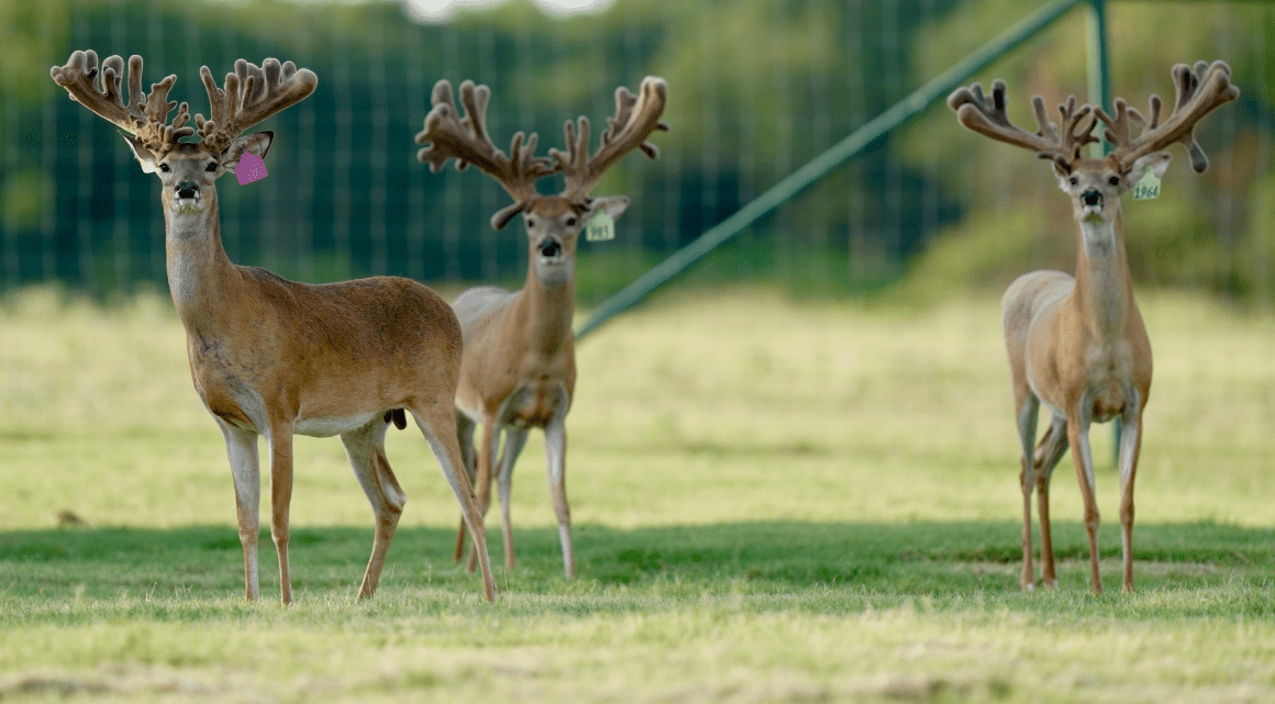 M3 Whitetails are Texas deer breeders that specialize in raising and selling whitetail Breeder Bucks, whitetail DMP Bucks, whitetail Stocker Bucks, as well as open and bred whitetail does. Big Texas Typicals are what buyers want when buying Texas DMP Bucks, Stocker Bucks, and Breeder Bucks. Our whitetail deer for sale are sure to impress prospective buyers and are priced competitively.