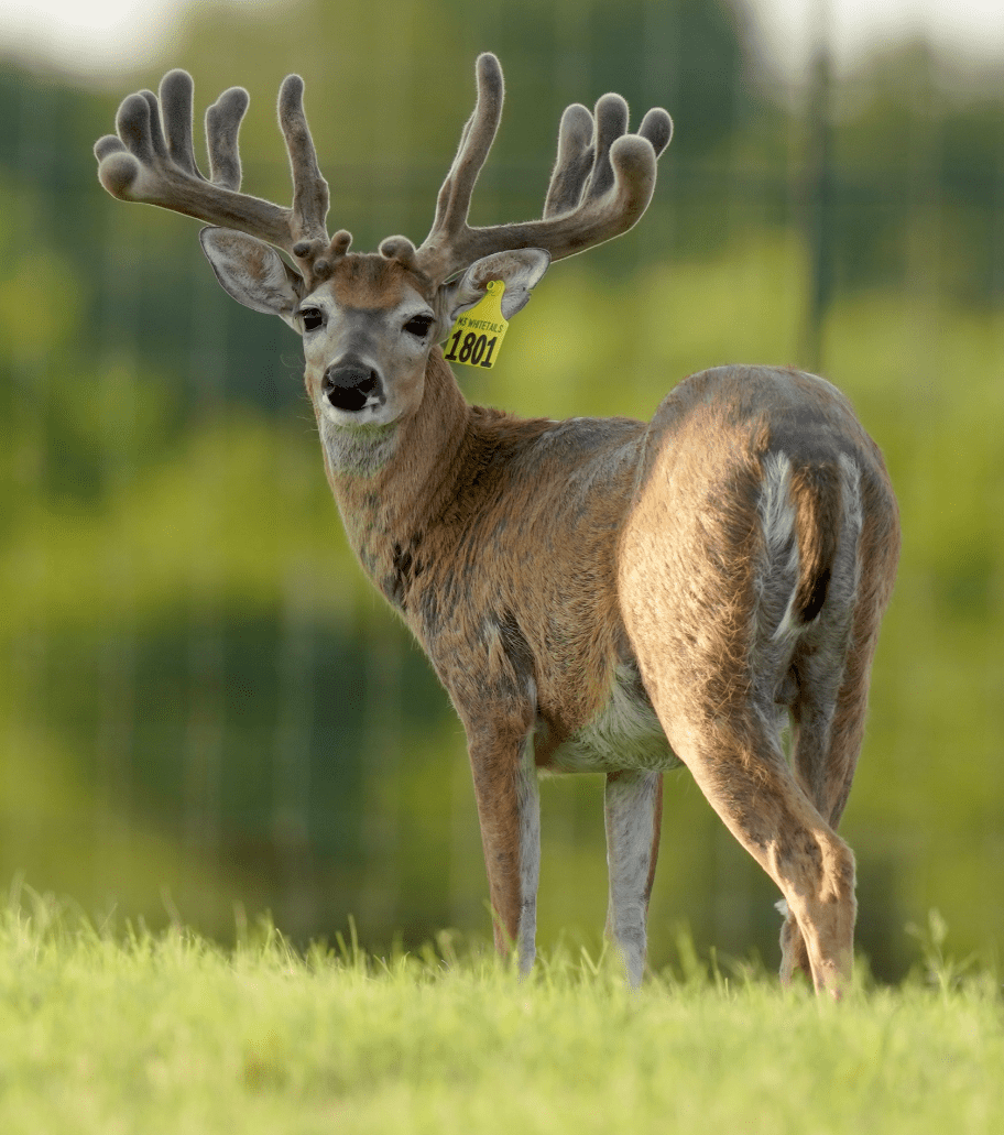 M3 Whitetails are Texas deer breeders that specialize in raising and selling whitetail Breeder Bucks, whitetail DMP Bucks, whitetail Stocker Bucks, as well as open and bred whitetail does. Big Texas Typicals are what buyers want when buying Texas DMP Bucks, Stocker Bucks, and Breeder Bucks. Our whitetail deer for sale are sure to impress prospective buyers and are priced competitively.