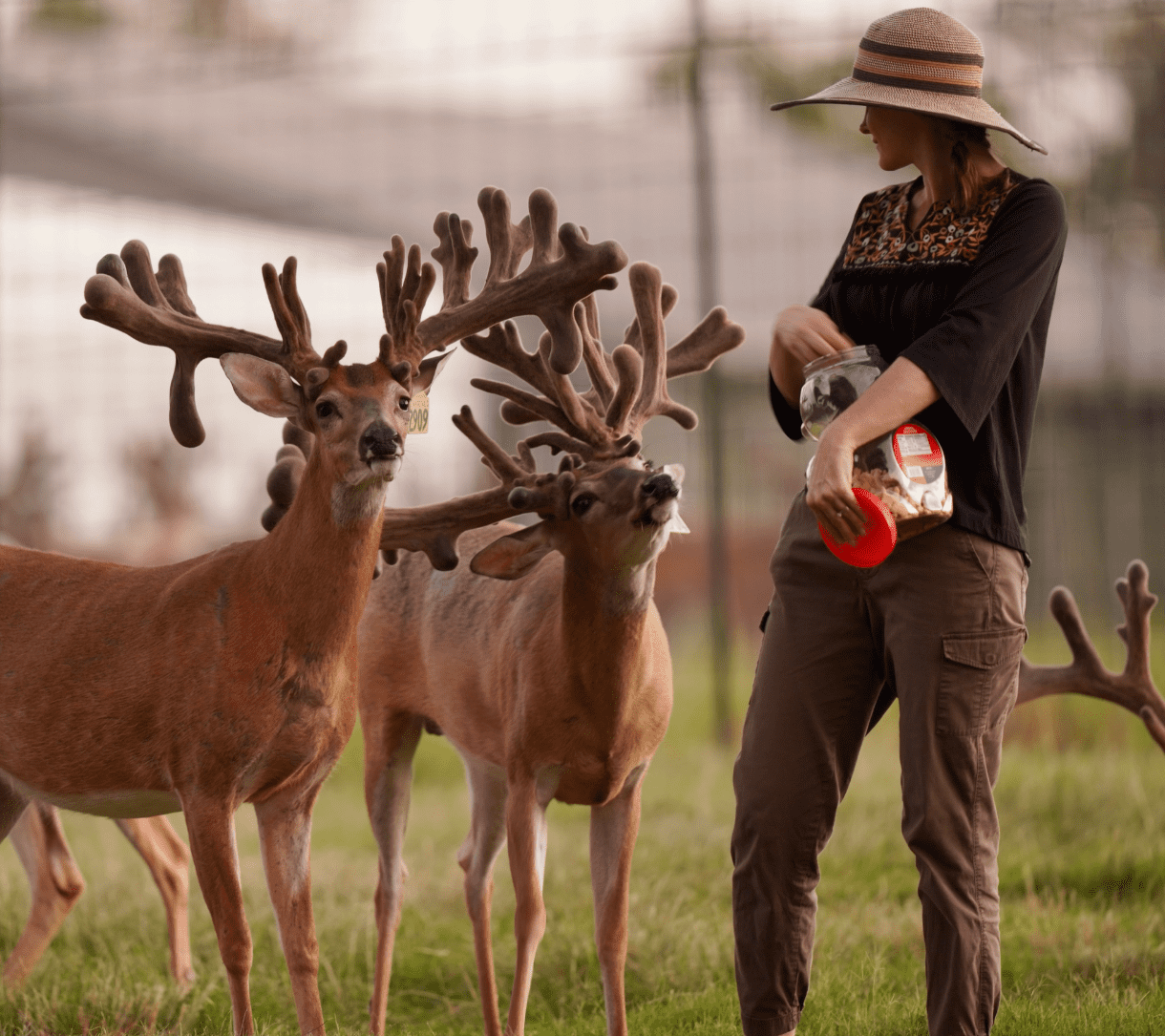 M3 Whitetails are Texas deer breeders that specialize in raising and selling whitetail Breeder Bucks, whitetail DMP Bucks, whitetail Stocker Bucks, as well as open and bred whitetail does. Big Texas Typicals are what buyers want when buying Texas DMP Bucks, Stocker Bucks, and Breeder Bucks. Our whitetail deer for sale are sure to impress prospective buyers and are priced competitively.