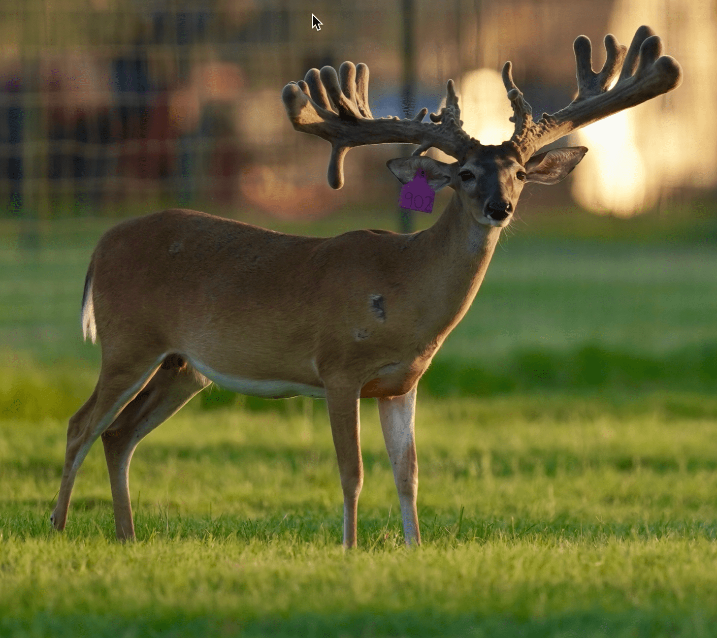 This M3 Whitetails buck is growing out nicely at our Texas whitetail deer farm. M3 Whitetails are Texas deer breeders that specialize in raising and selling whitetail Breeder Bucks, whitetail DMP Bucks, whitetail Stocker Bucks, as well as open and bred whitetail does. Big Texas Typicals are what buyers want when buying Texas DMP Bucks, Stocker Bucks, and Breeder Bucks. Our whitetail deer for sale are sure to impress prospective buyers and are priced competitively.