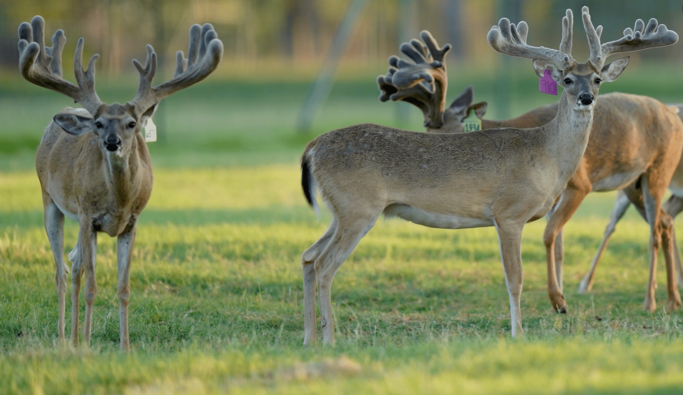 These M3 Whitetails bucks are growing out nicely at our Texas whitetail deer farm. M3 Whitetails are Texas deer breeders that specialize in raising and selling whitetail Breeder Bucks, whitetail DMP Bucks, whitetail Stocker Bucks, as well as open and bred whitetail does. Big Texas Typicals are what buyers want when buying Texas DMP Bucks, Stocker Bucks, and Breeder Bucks. Our whitetail deer for sale are sure to impress prospective buyers and are priced competitively.