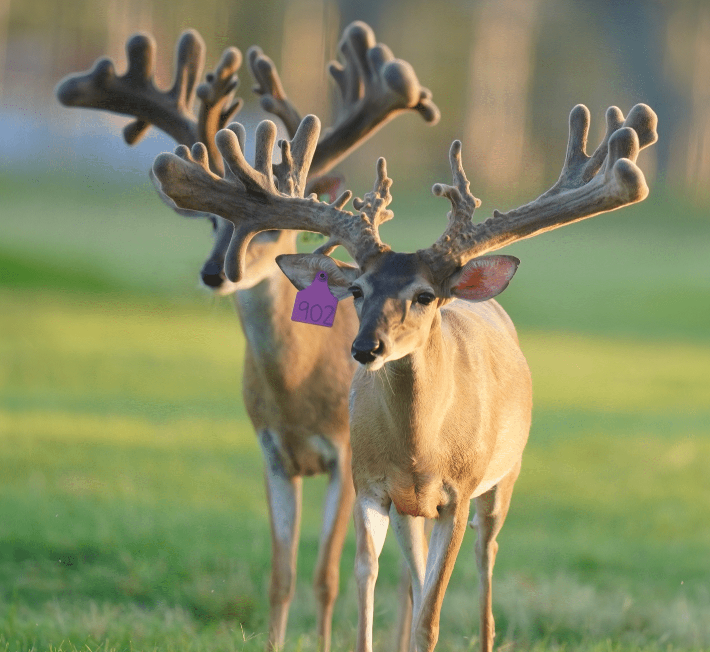 M3 Whitetails are Texas deer breeders that specialize in raising and selling whitetail Breeder Bucks, whitetail DMP Bucks, whitetail Stocker Bucks, as well as open and bred whitetail does. Big Texas Typicals are what buyers want when buying Texas DMP Bucks, Stocker Bucks, and Breeder Bucks. Our whitetail deer for sale are sure to impress prospective buyers and are priced competitively.