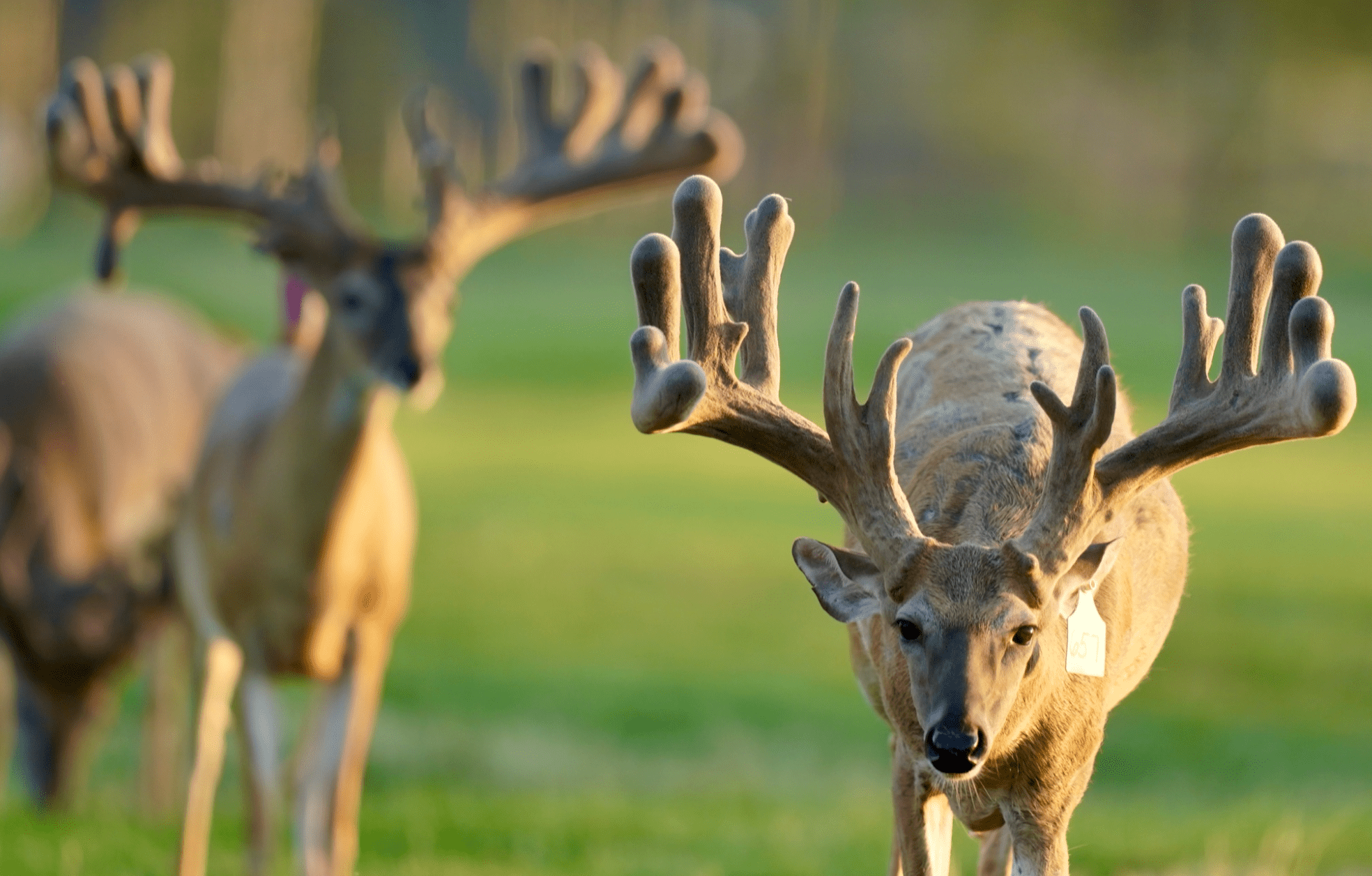 M3 Whitetails are Texas deer breeders that specialize in raising and selling whitetail Breeder Bucks, whitetail DMP Bucks, whitetail Stocker Bucks, as well as open and bred whitetail does. Big Texas Typicals are what buyers want when buying Texas DMP Bucks, Stocker Bucks, and Breeder Bucks. Our whitetail deer for sale are sure to impress prospective buyers and are priced competitively.