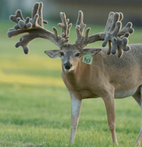 M3 Whitetails are Texas deer breeders that specialize in raising and selling whitetail Breeder Bucks, whitetail DMP Bucks, whitetail Stocker Bucks, as well as open and bred whitetail does. Big Texas Typicals are what buyers want when buying Texas DMP Bucks, Stocker Bucks, and Breeder Bucks. Our whitetail deer for sale are sure to impress prospective buyers and are priced competitively.