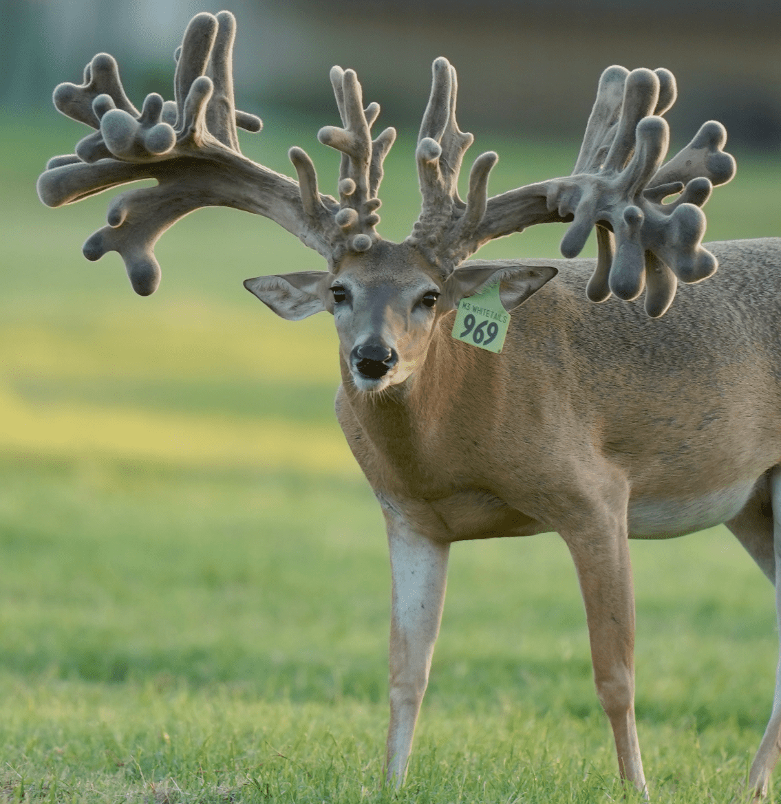 M3 Whitetails are Texas deer breeders that specialize in raising and selling whitetail Breeder Bucks, whitetail DMP Bucks, whitetail Stocker Bucks, as well as open and bred whitetail does. Big Texas Typicals are what buyers want when buying Texas DMP Bucks, Stocker Bucks, and Breeder Bucks. Our whitetail deer for sale are sure to impress prospective buyers and are priced competitively.