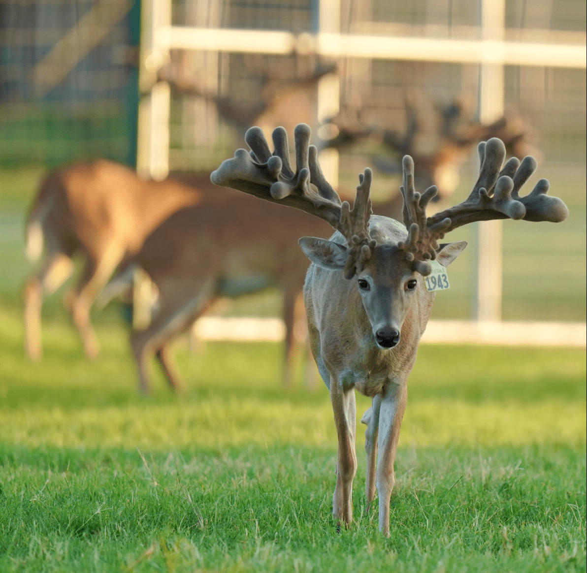 M3 Whitetails are Texas deer breeders that specialize in raising and selling whitetail Breeder Bucks, whitetail DMP Bucks, whitetail Stocker Bucks, as well as open and bred whitetail does. Big Texas Typicals are what buyers want when buying Texas DMP Bucks, Stocker Bucks, and Breeder Bucks. Our whitetail deer for sale are sure to impress prospective buyers and are priced competitively.