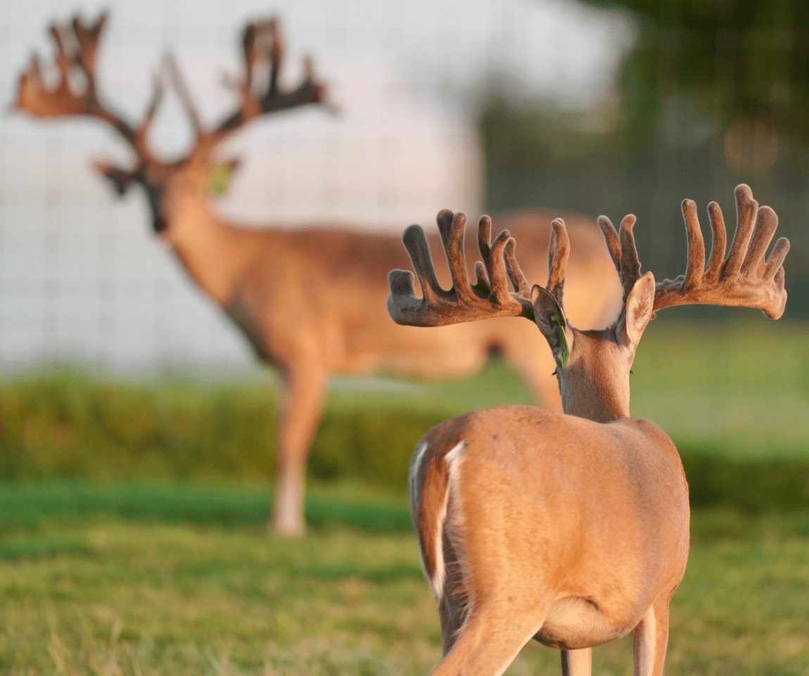 This M3 Whitetails buck is growing out nicely at our Texas whitetail deer farm. M3 Whitetails are Texas deer breeders that specialize in raising and selling whitetail Breeder Bucks, whitetail DMP Bucks, whitetail Stocker Bucks, as well as open and bred whitetail does. Big Texas Typicals are what buyers want when buying Texas DMP Bucks, Stocker Bucks, and Breeder Bucks. Our whitetail deer for sale are sure to impress prospective buyers and are priced competitively.