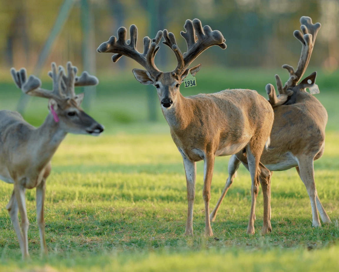 M3 Whitetails are Texas deer breeders that specialize in raising and selling whitetail Breeder Bucks, whitetail DMP Bucks, whitetail Stocker Bucks, as well as open and bred whitetail does. Big Texas Typicals are what buyers want when buying Texas DMP Bucks, Stocker Bucks, and Breeder Bucks. Our whitetail deer for sale are sure to impress prospective buyers and are priced competitively.