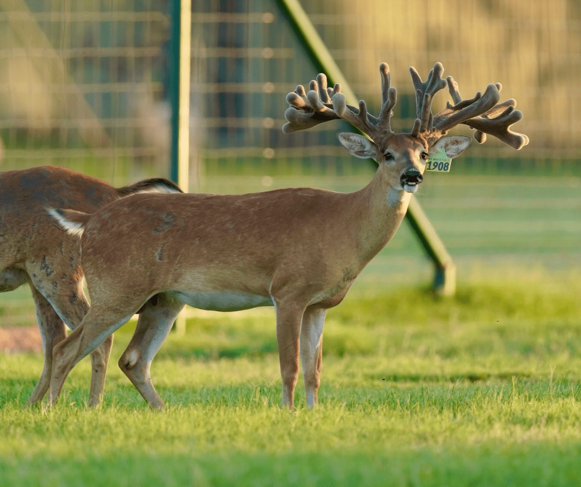 M3 Whitetails are Texas deer breeders that specialize in raising and selling whitetail Breeder Bucks, whitetail DMP Bucks, whitetail Stocker Bucks, as well as open and bred whitetail does. Big Texas Typicals are what buyers want when buying Texas DMP Bucks, Stocker Bucks, and Breeder Bucks. Our whitetail deer for sale are sure to impress prospective buyers and are priced competitively.